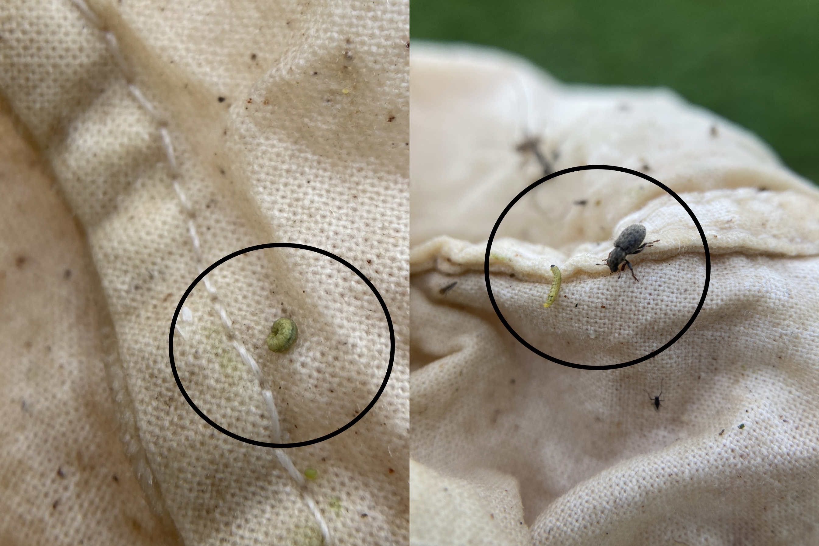 An alfalfa weevil larvae and adult, circled in black, on the outside of a sweeper net.